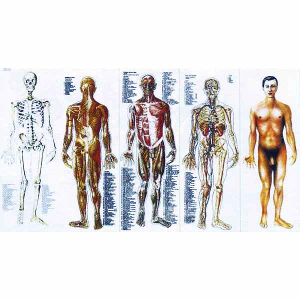 Anatomy-drawings