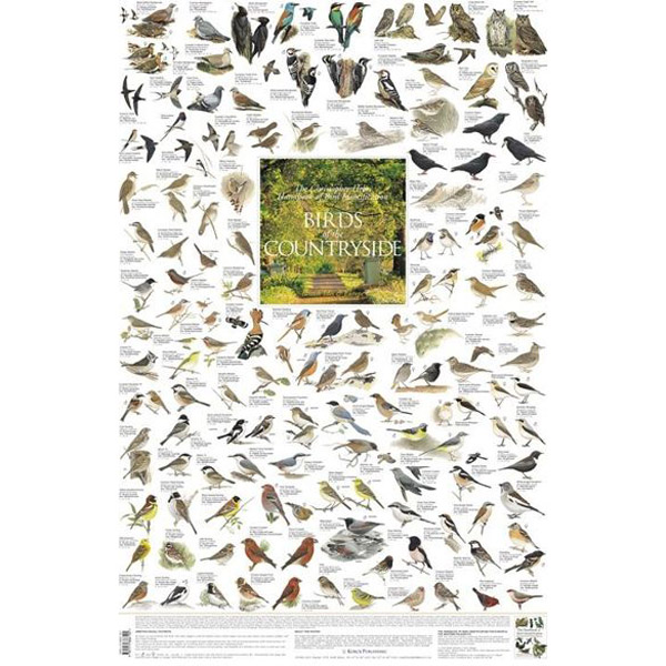 Poster "BIRDS of the COUNTRYSIDE"