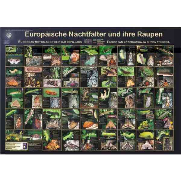 Bio-Poster "Europäische Nachtfalter und ihre Raupen"