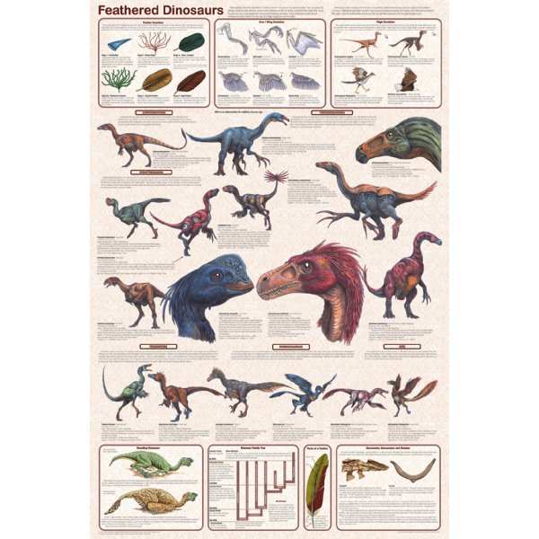 Feenixx-Poster "Feathered Dinosaurs"