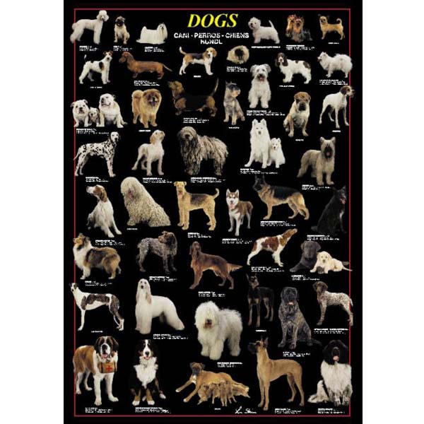 Poster \"DOGS\"