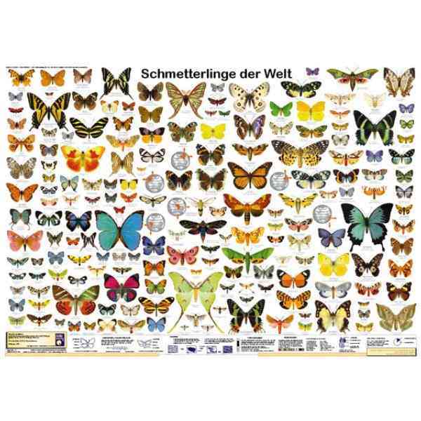 Bio-Poster "Schmetterlinge der Welt"