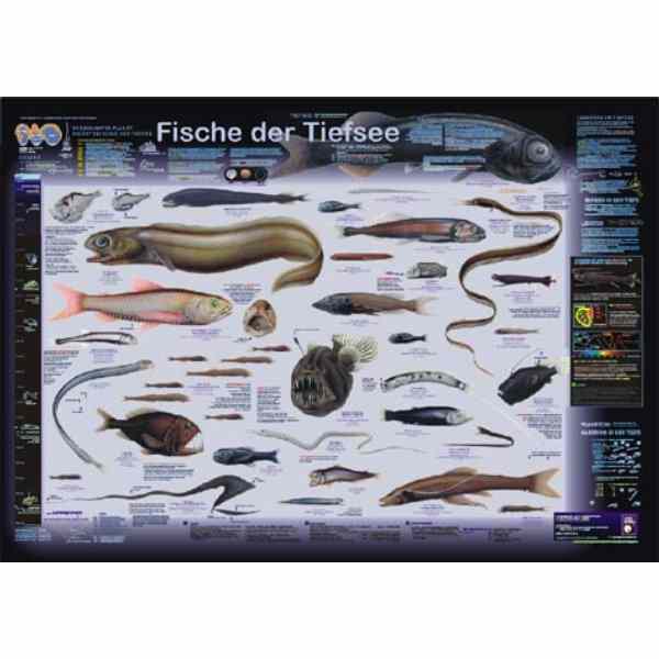 Bio Poster "Fische der Tiefsee"