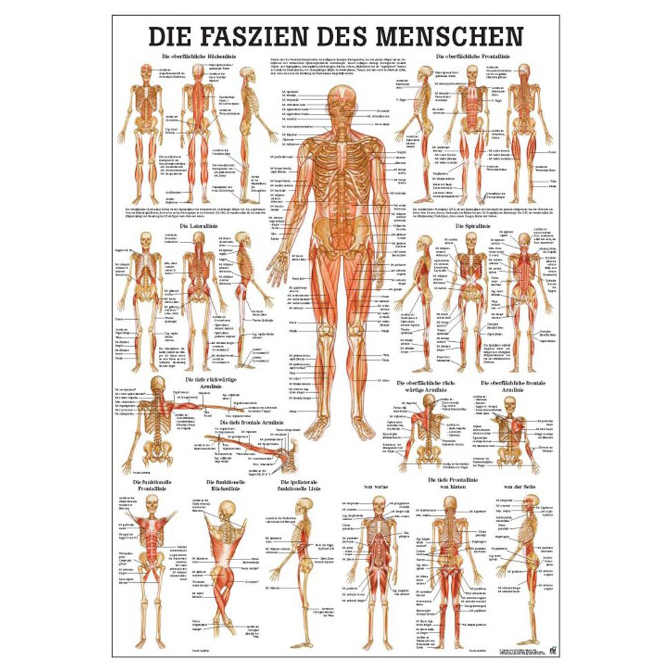 DieAnatomie-Poster "Faszien des Menschen"