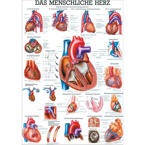 Anatomische Lehrtafel \"Das menschliche Herz 34 x 24\"