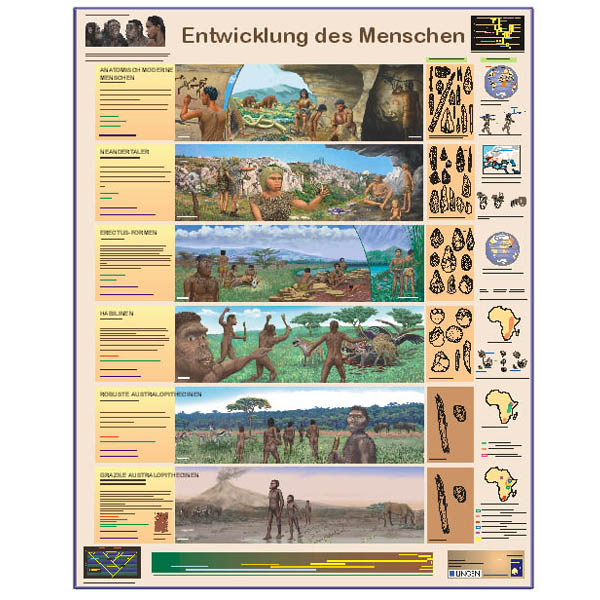 Grossposter Entwicklung Des Menschen Wissenladen De