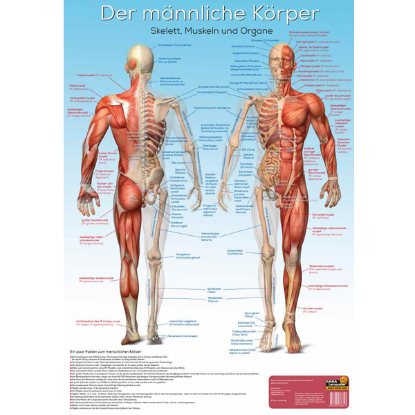 Lernposter Der männliche Körper