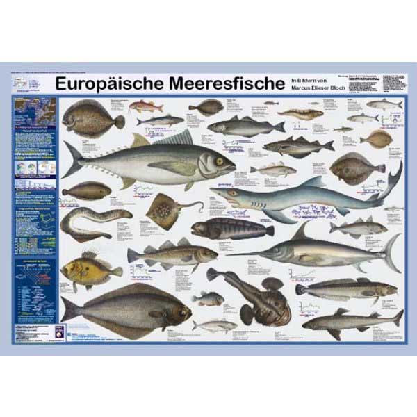 Bio-Poster \"Europäische Meeresfische\"