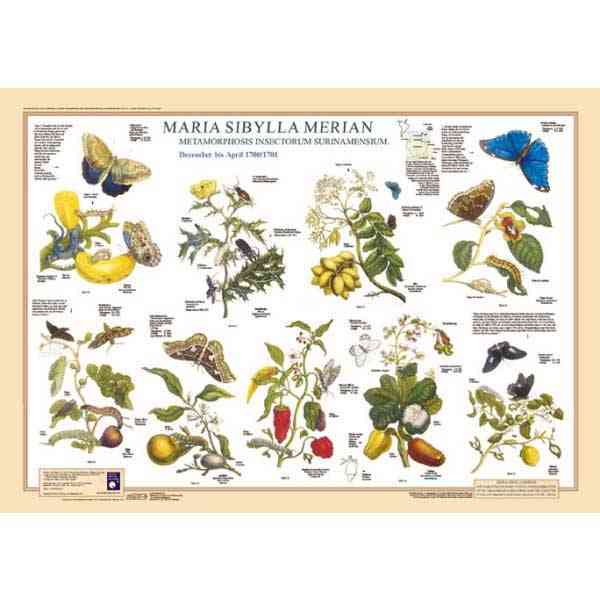 Bio-Poster "Maria Sybilla Merian I" Dezember bis April