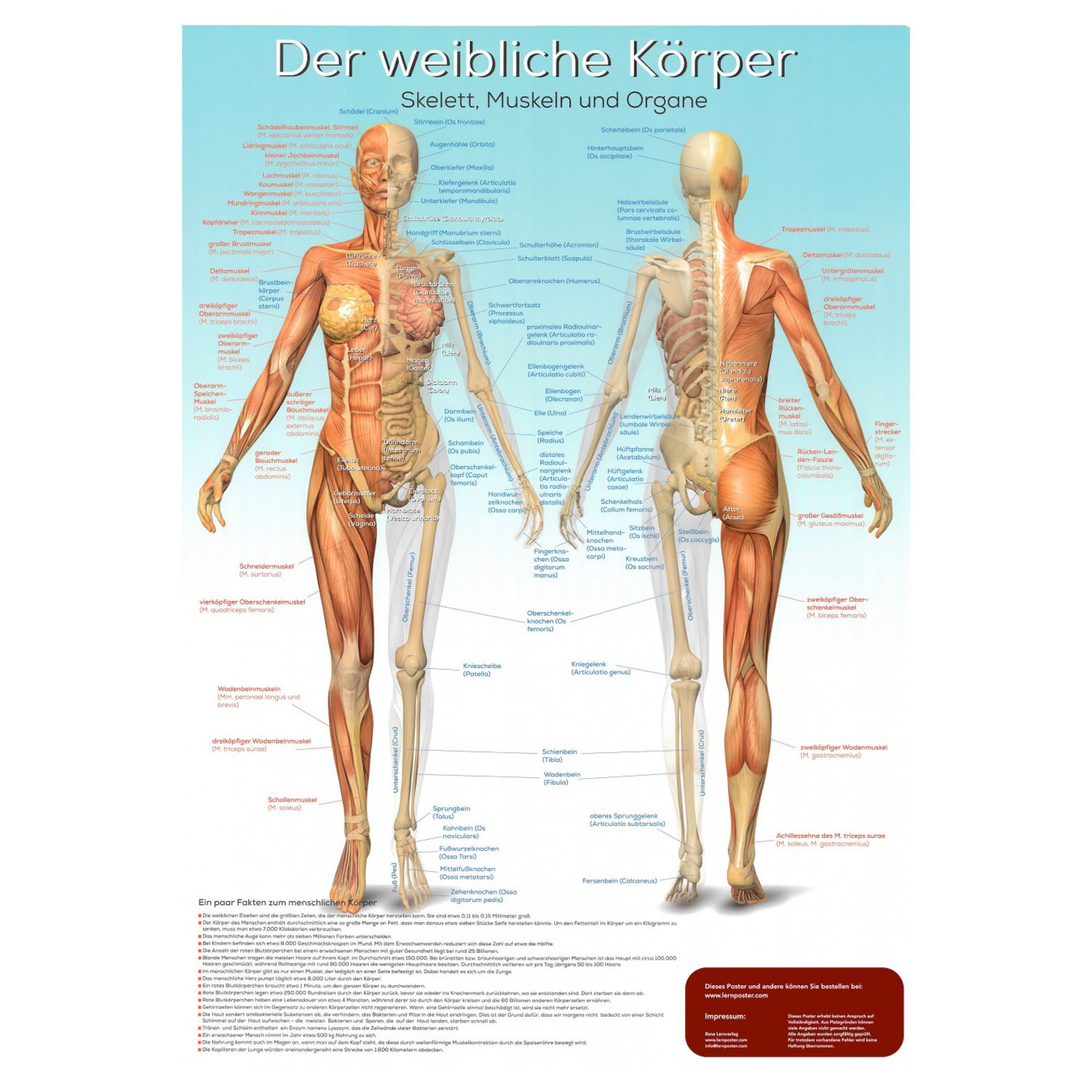 Lernposter "Der weibliche Körper"