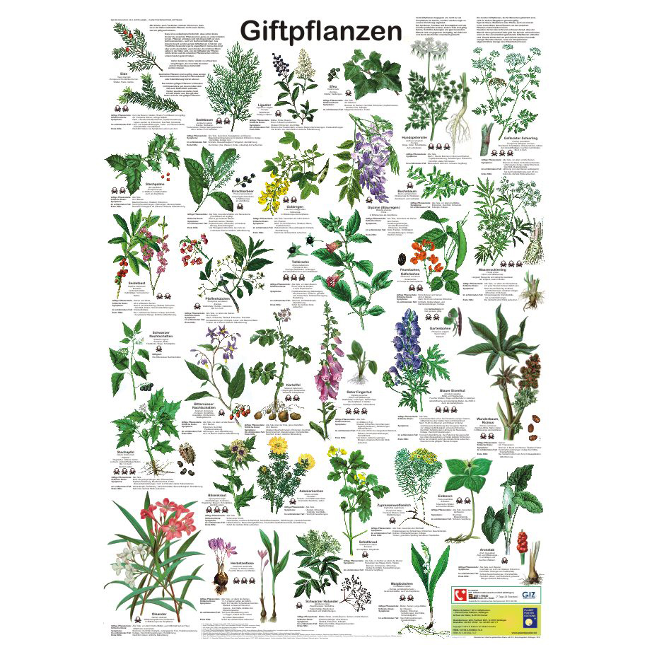 Poster \"Giftpflanzen\"