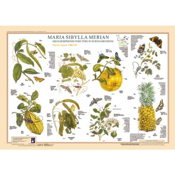 Bio Poster \"Maria Sybilla Merian III\" Mai bis August