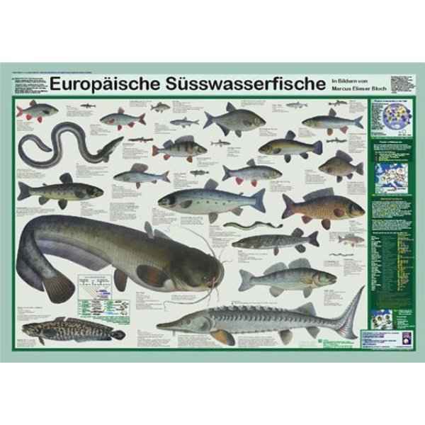 Bio-Poster "Europäische Süsswasserfische"