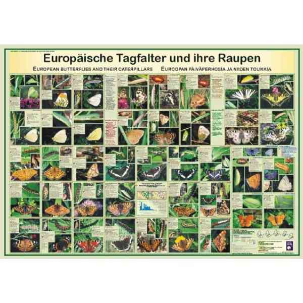 Bio-Poster \"Europäische Tagfalter und ihre Raupen\"