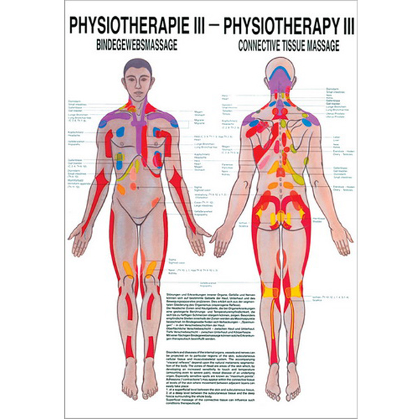 Anatomische Lehrtafel "Bindegewebsmassage 34 x 24"