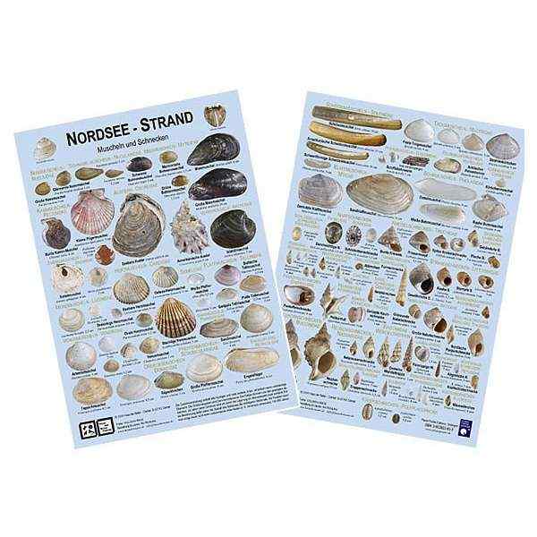Chart "Nordseestrand"