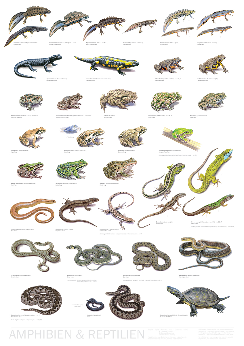 Poster "Amphibien und Reptilien"