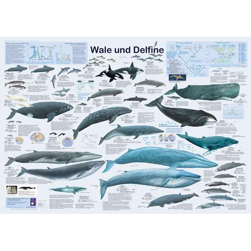Bio-Poster "Wale und Delfine"